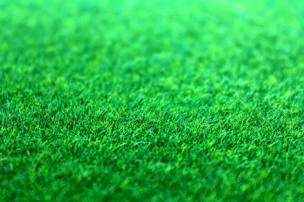 Home Close-up view of lush vibrant green grass under sunlight, showcasing natural freshness.